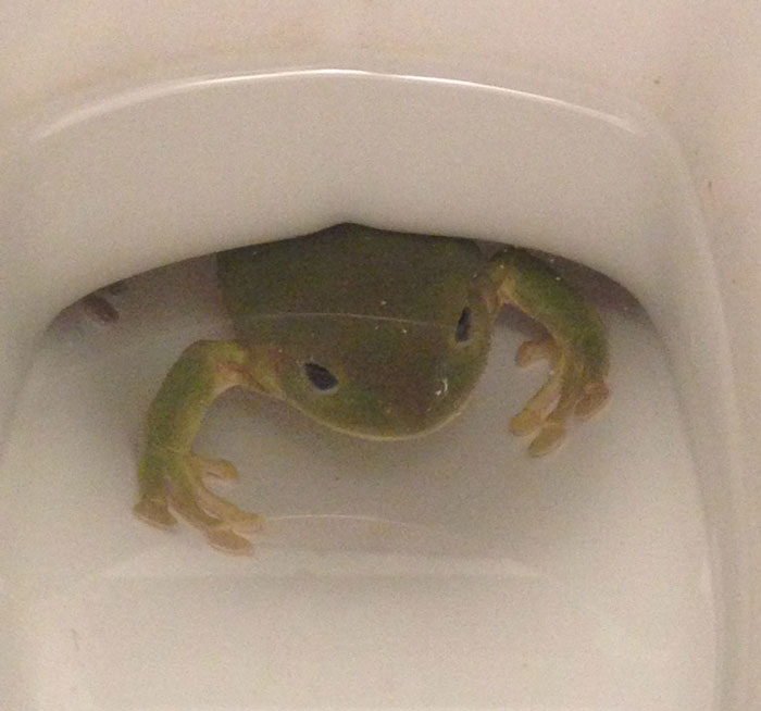 How Do Frogs Come to the Toilet