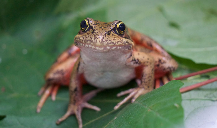 How Do Frogs Detect a Predator’s Threat