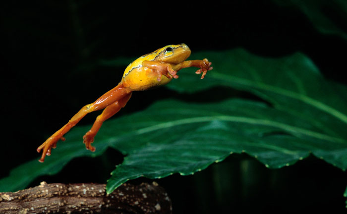 How Do Frogs Move