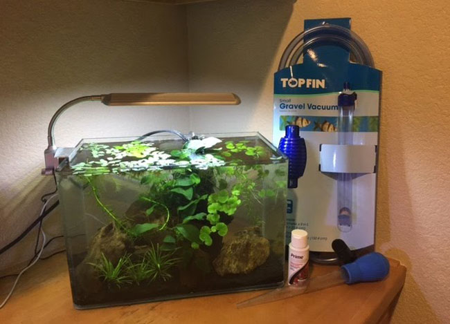 How Filtration Works in an Aquarium