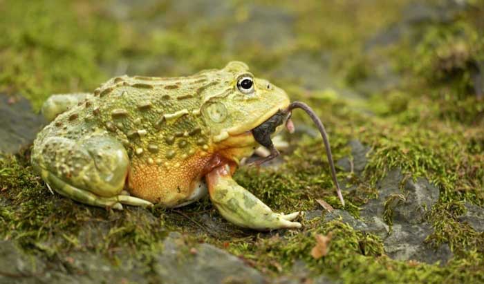 How Much And How Often Should I Feed My African Bullfrog