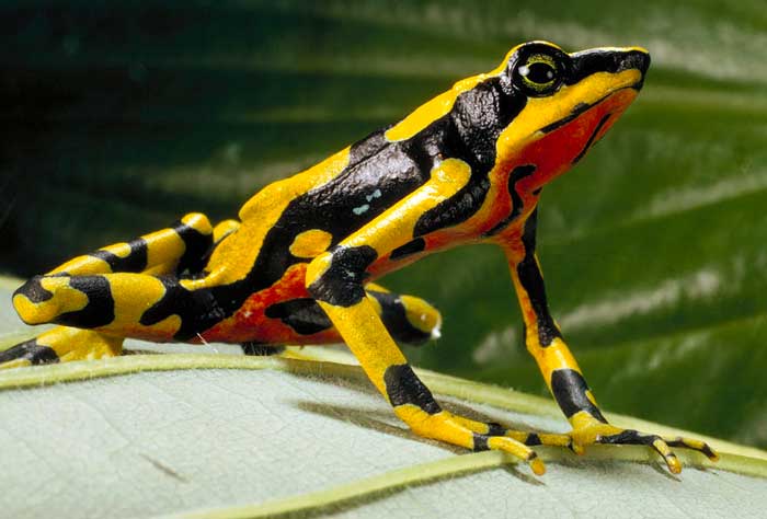 How many Harlequin Frogs are There