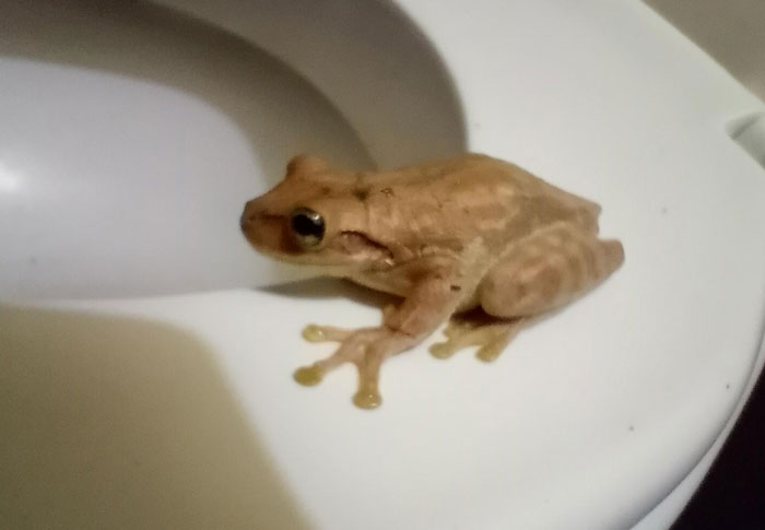 How to Get Rid of Frogs in the Toilet