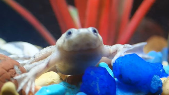 How to Keep an African Dwarf Frog Safe from Fungal Infection