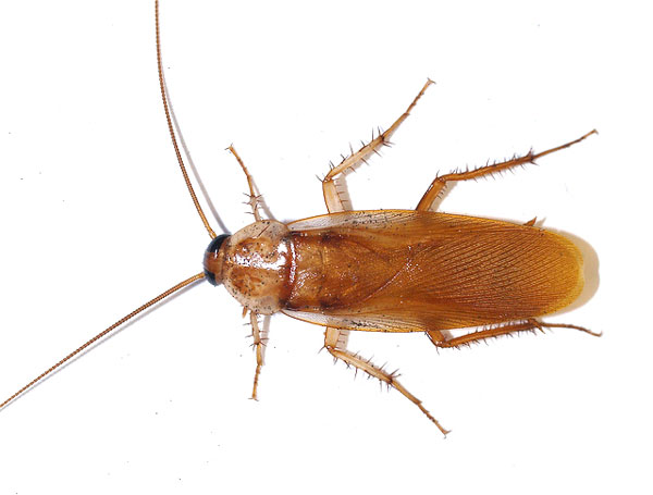 Lateralis Roaches