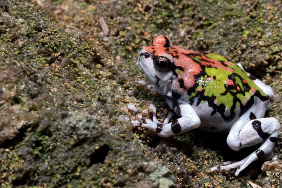 Malagasy Rainbow Toad