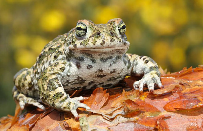 Natterjack Toad