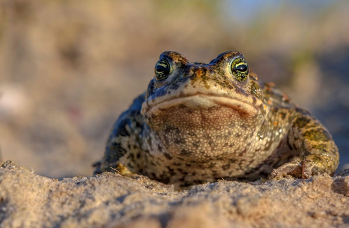 Natterjack Toad Poisonous Nature