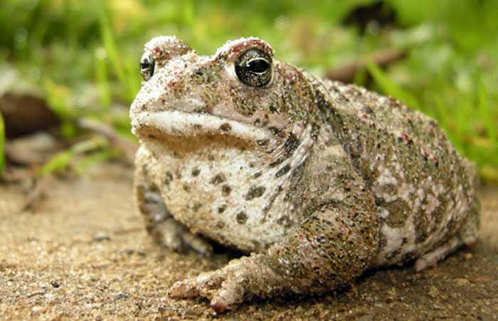 Natterjack Toad as a Pet