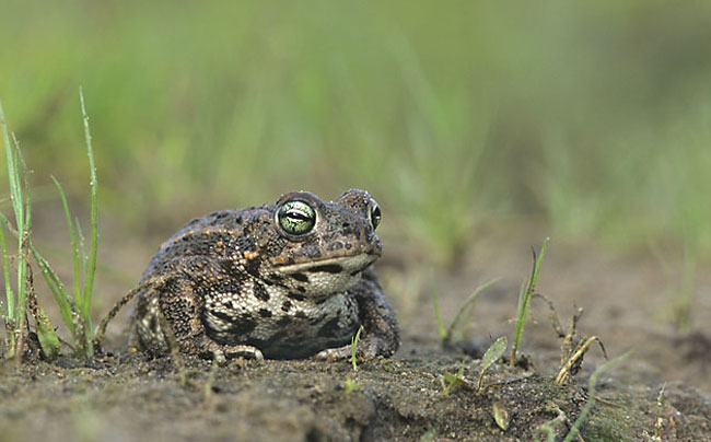 Natterjack toad size and behavior