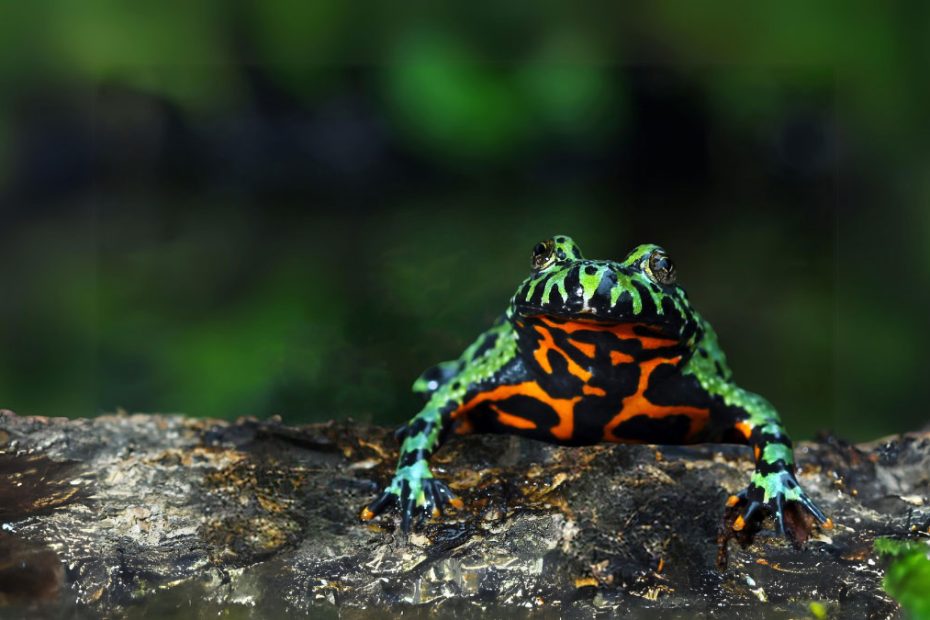 Oriental Fire-bellied Toad