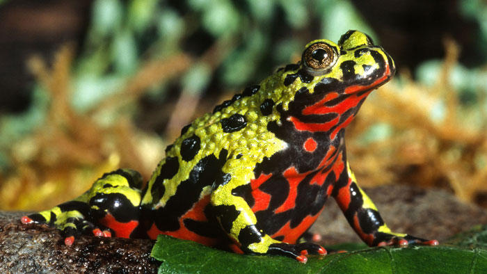 Oriental Fire-bellied Toad vivid coloration