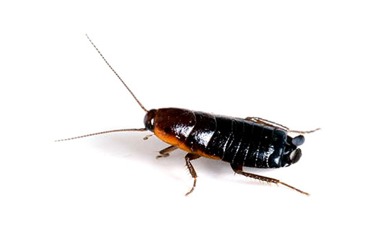 Oriental Roaches