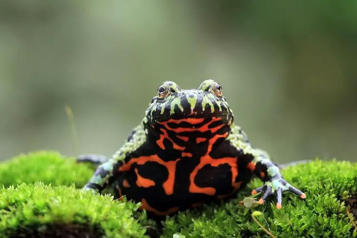 Oriental fire bellied toad care guide