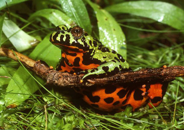 Oriental fire-bellied toad facts