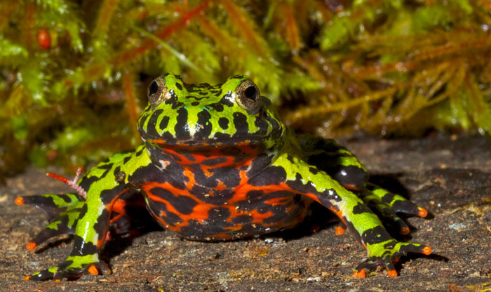 Oriental fire bellied toad lifespan