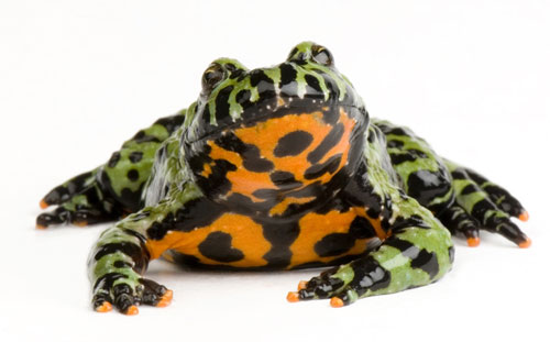 Oriental fire-bellied toad size