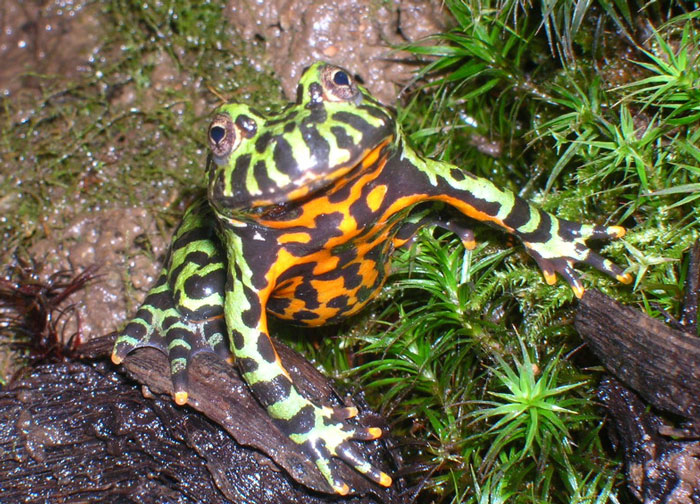 Oriental fire bellied toads behavior