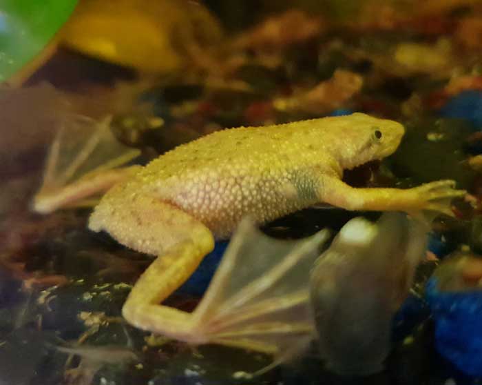 Price of Different Color African Dwarf Frog