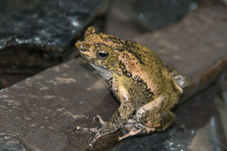 Puerto Rican Crested Toad