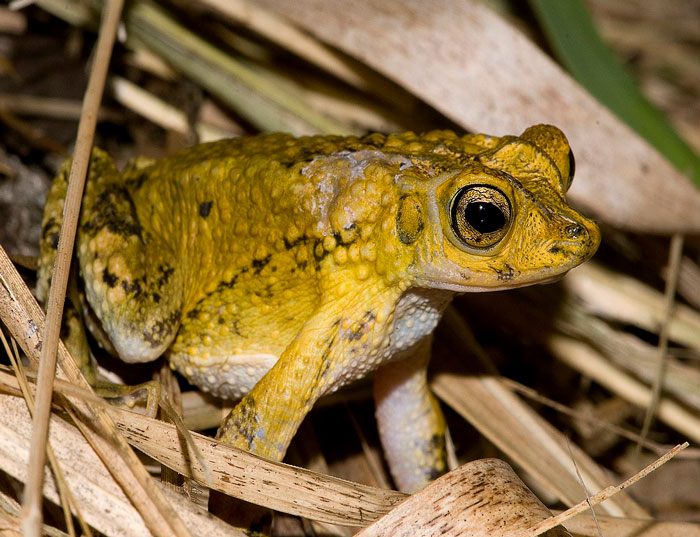 Puerto Rican Crested Toad Overview