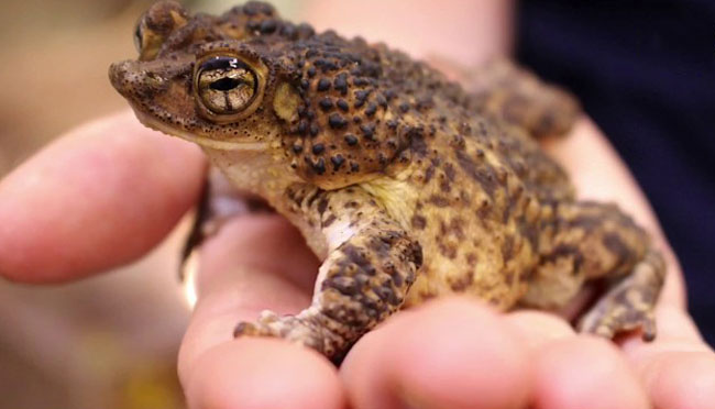 Puerto Rican Crested Toad Poisonous Characteristics