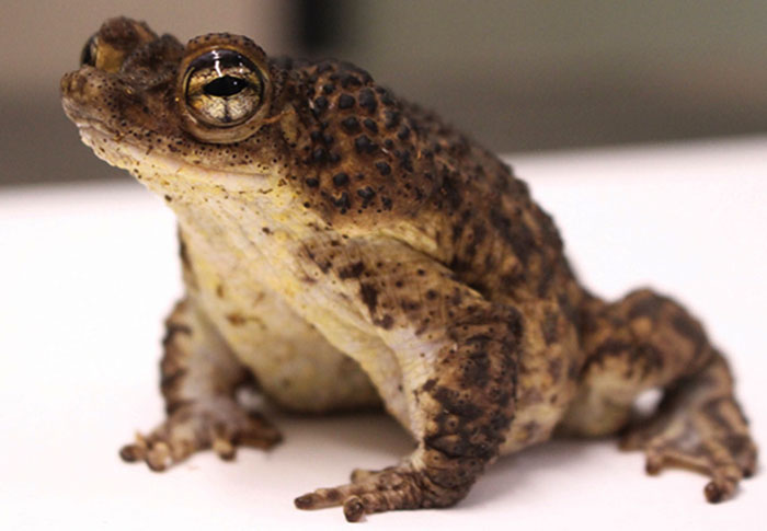 Puerto Rican crested toad diet