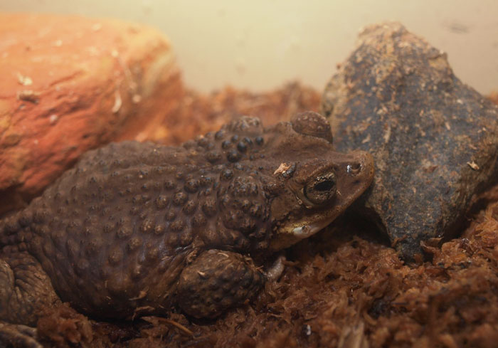 Puerto Rican crested toad endangered status