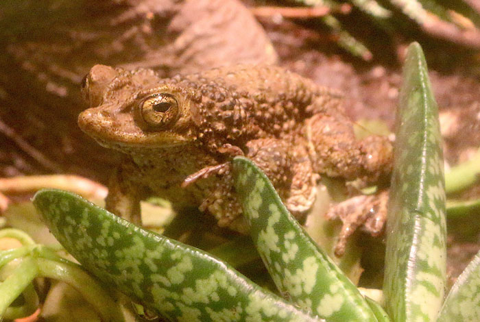 Puerto Rican crested toad facts