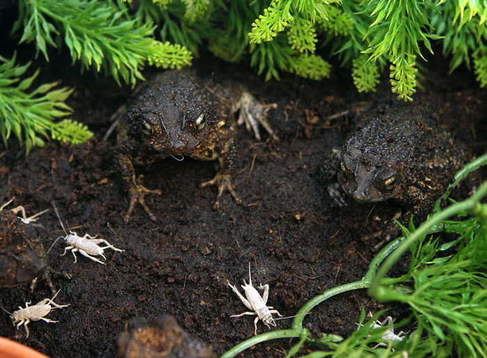 Puerto Rican crested toad habitat