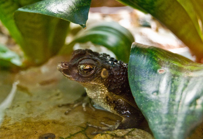 Puerto Rican crested toad lifespan