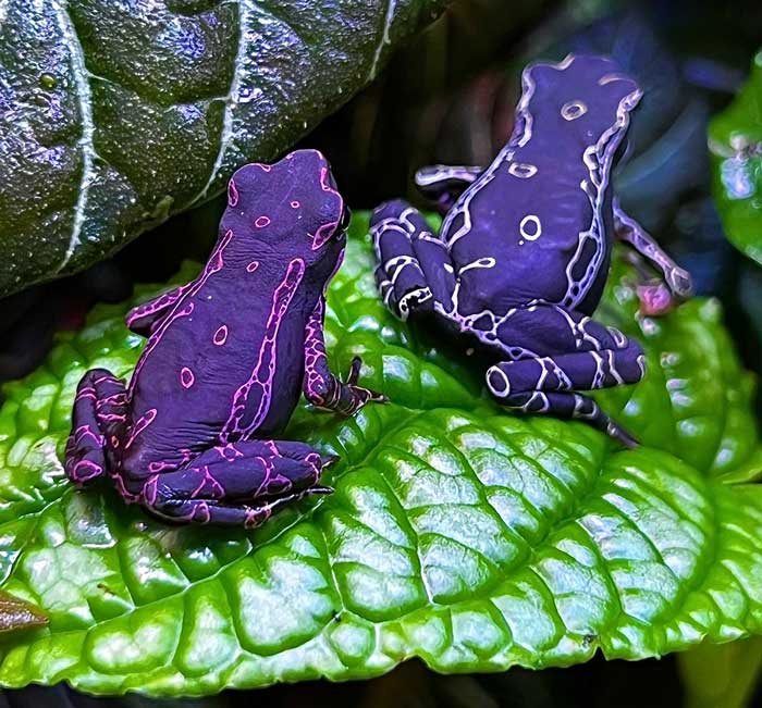 Purple Harlequin Toad Care