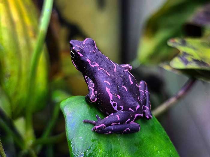 Purple Harlequin Toad