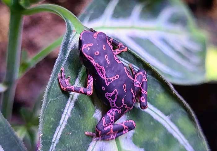 Purple harlequin toad habitat