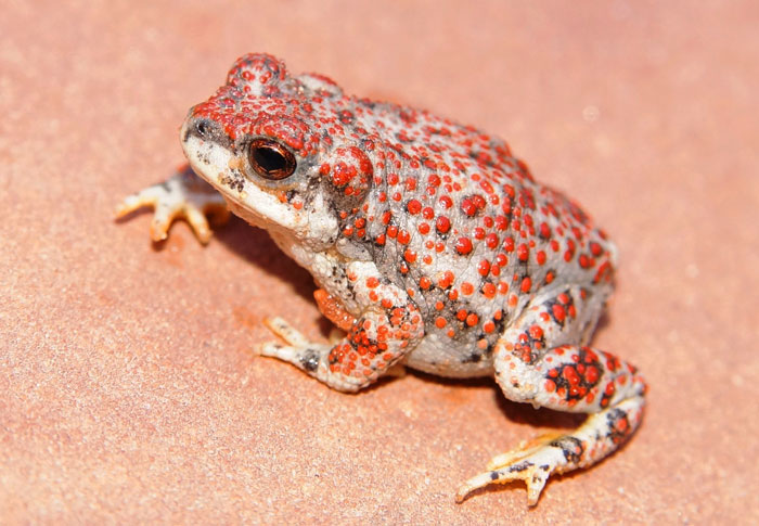 Red-spotted Toad Overview