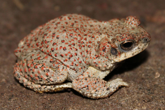 Red-spotted toad diet