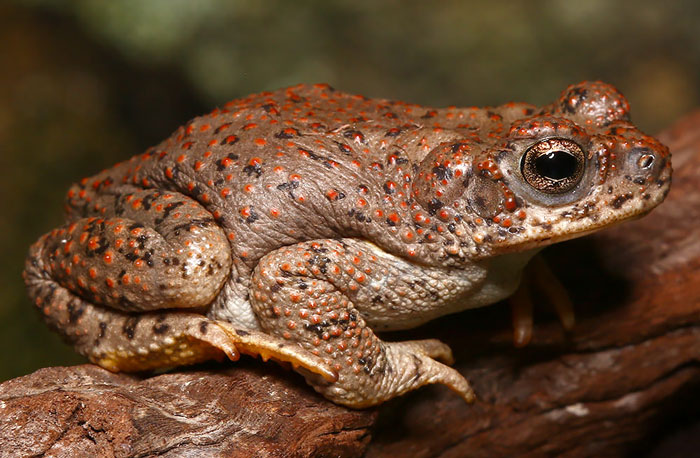 Red spotted toad for sale