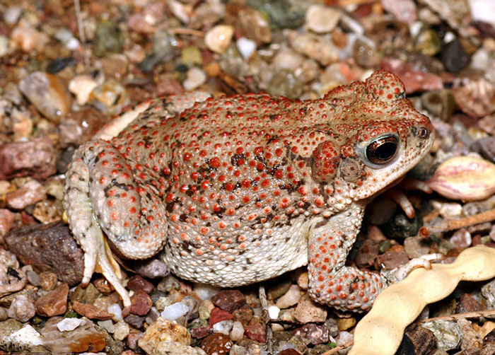 Red spotted toad lifespan