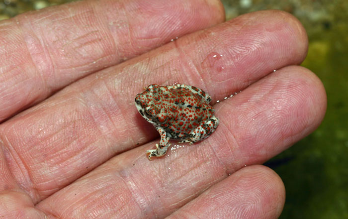 Red-spotted toad pet