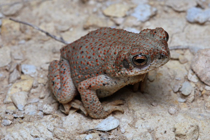 Red spotted toad poisonous characteristics