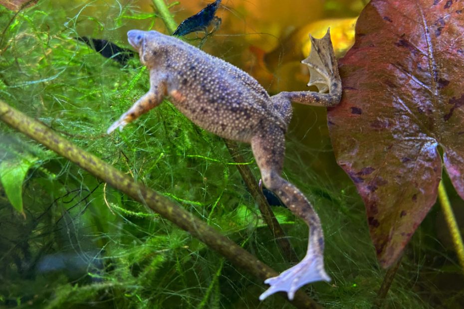 Signs Of African Dwarf Frog