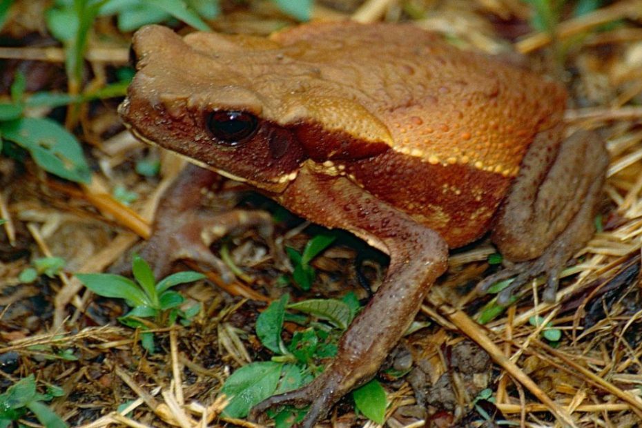 Smooth-sided Toad