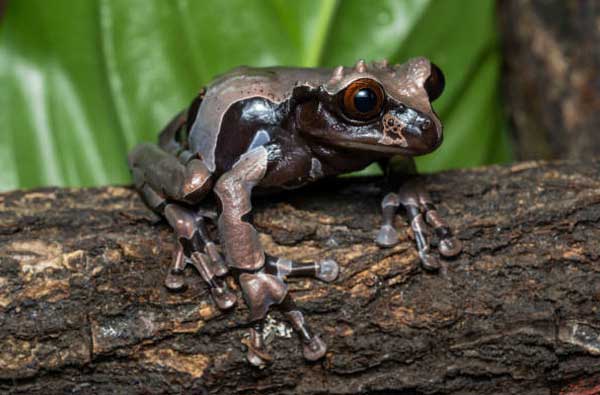 Spiny-headed Tree Frog Overview