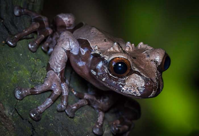 Spiny-headed Tree Toad: A Central American Rarity