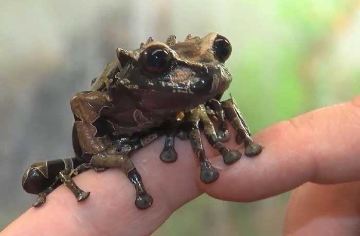 Spiny-headed Tree Frog as a Pet