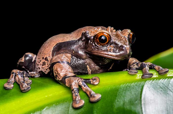 Spiny-headed Tree Frog for Sale