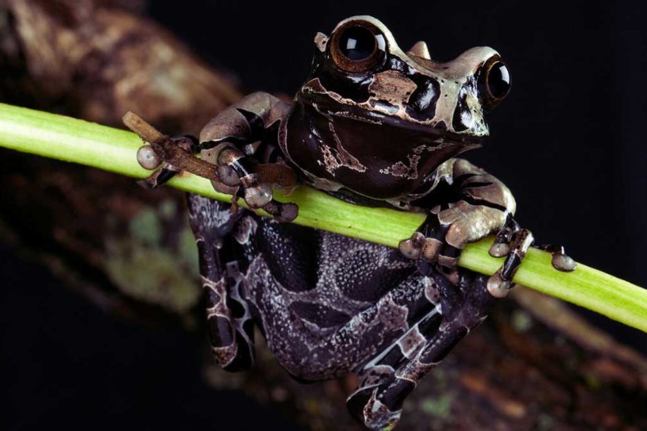 Spiny-headed Tree Toad