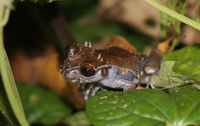 Spiny-headed tree frog size