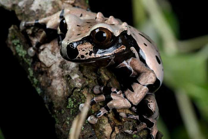 Spiny-headed Tree Toad: A Central American Rarity