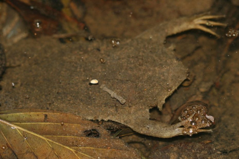 Surinam Toad